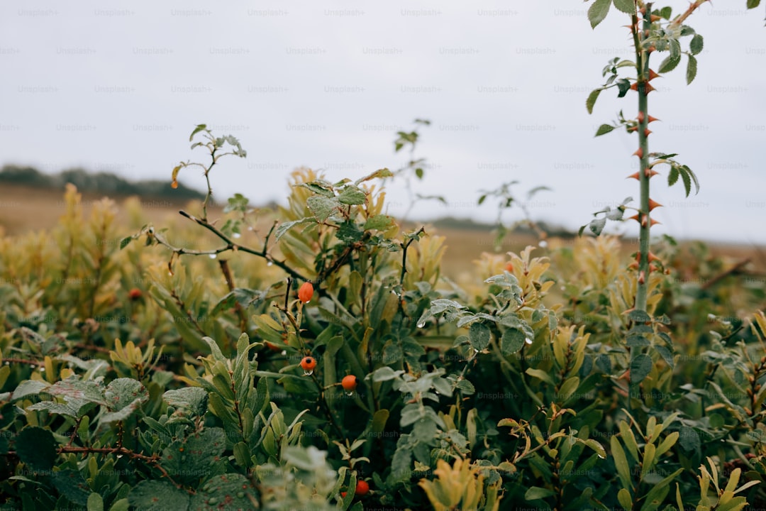 Ege'den Gelen Ayvalık Soğuk Sıkım Tatlı Bir Miras - Ayvalık zeytin bahçeleri