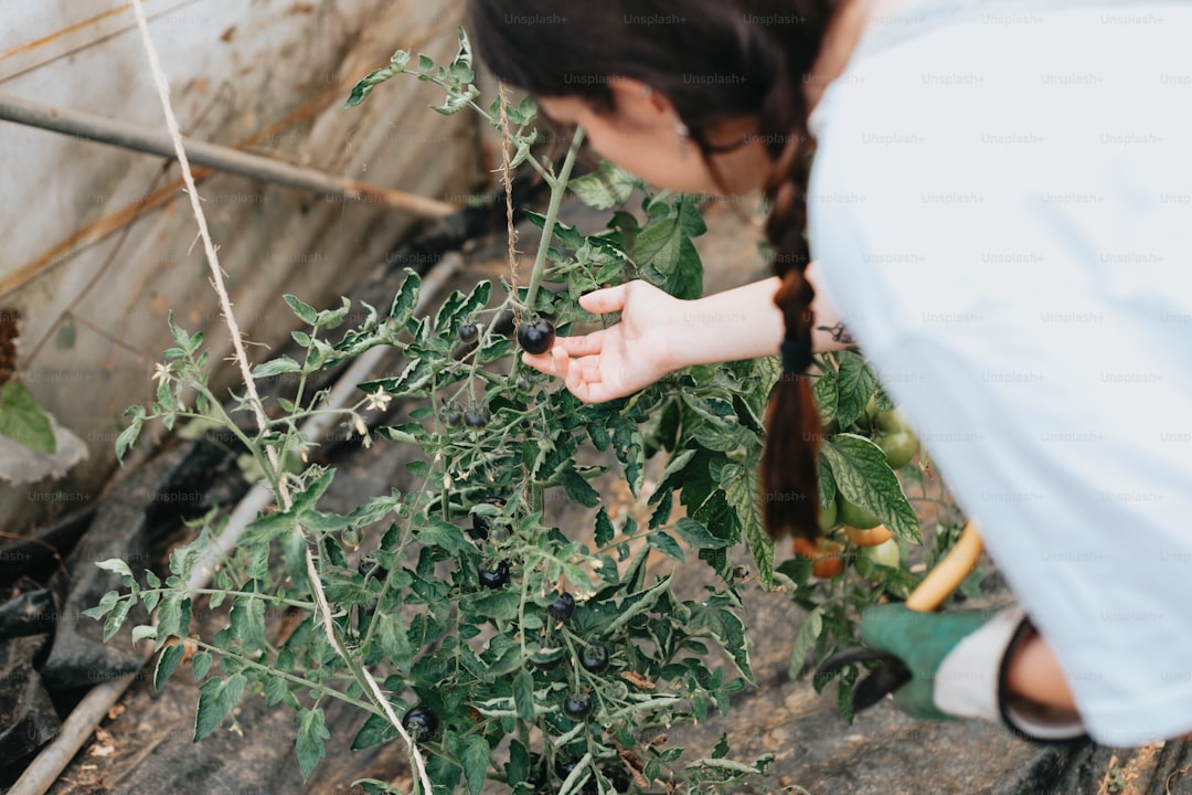 Ege’nin Coğrafi İşaretli Yağları Ayvalık’ın Saklı Mirası