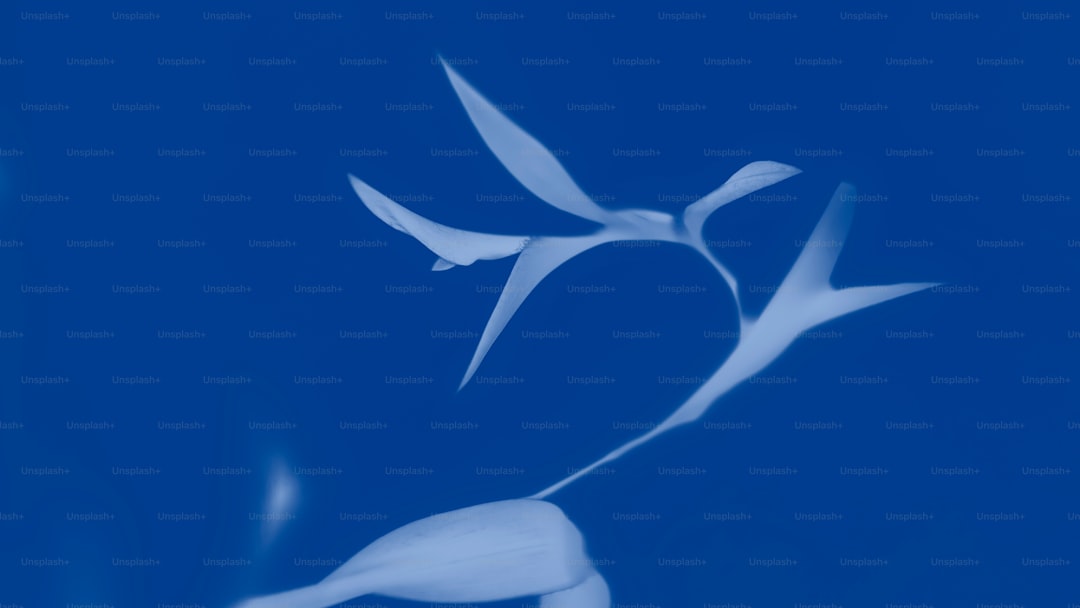 Ege’nin Coğrafi İşaretli Yağları Milas Zeytinyağında Global Etki Yaratıyor - Milas zeytinyağı sertifikaları