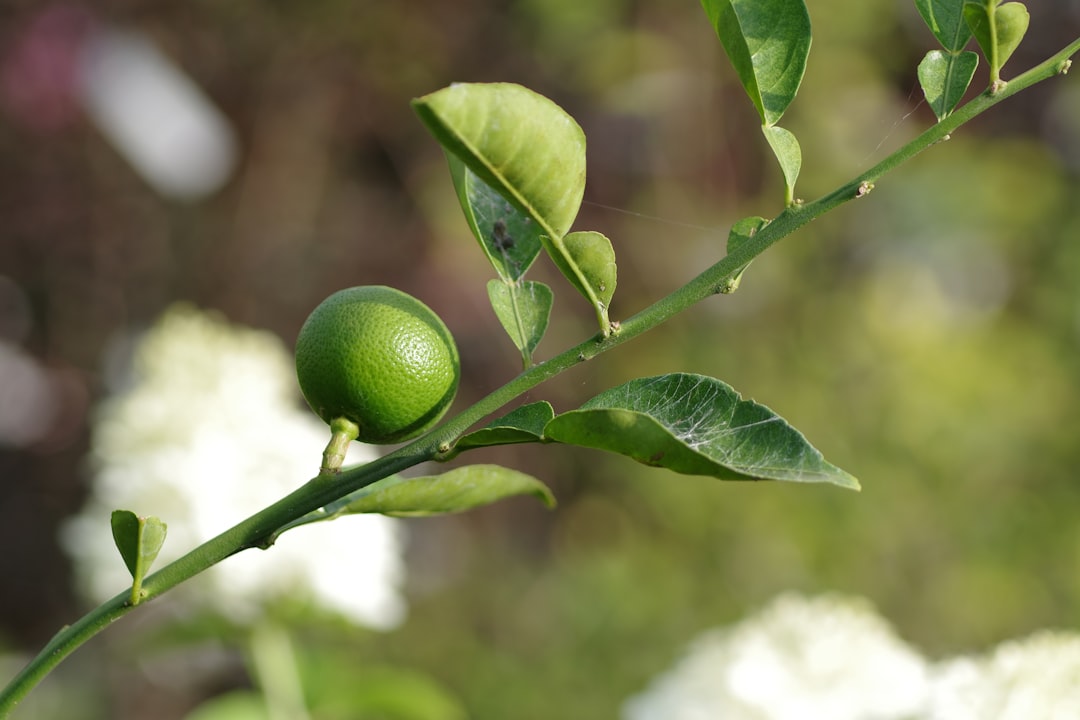 Ege'nin Coğrafi İşaretli Yağları Yamalak Sarısı Nasıl Üretilir - olive orchard