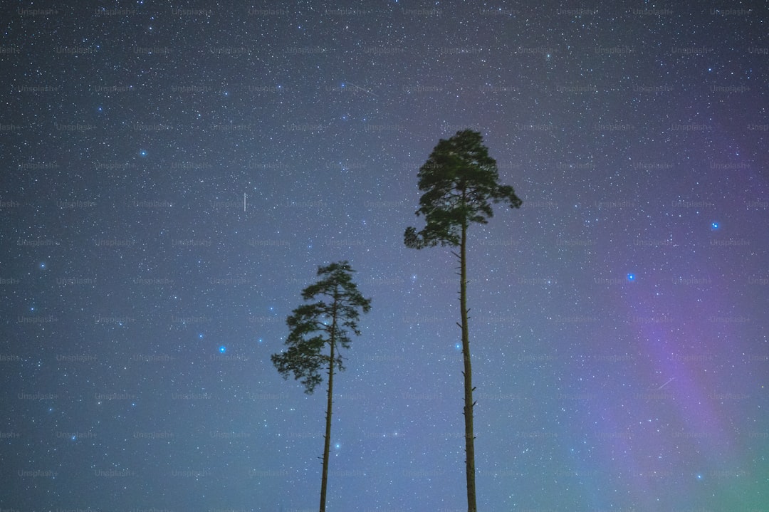 Ege’nin Coğrafi İşaretli Yağlarında Ayvalık’ın İzleri - Ayvalık ağaçları