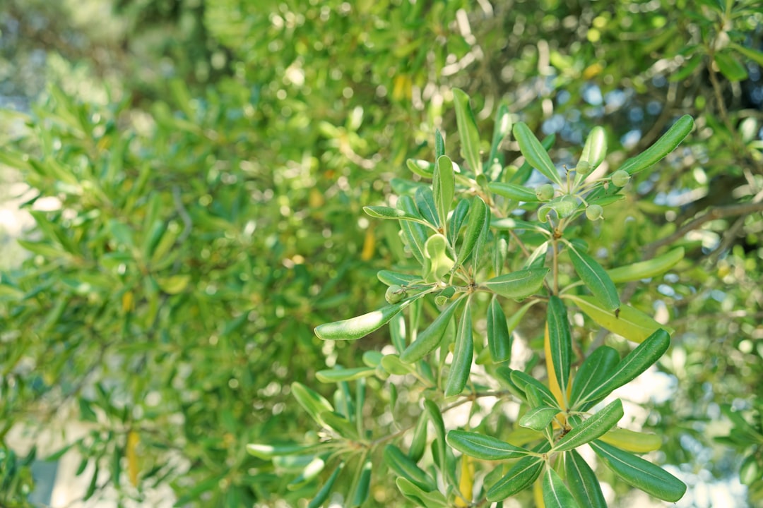 Ege’nin En İyi Coğrafi İşaretli Yağları - olive grove