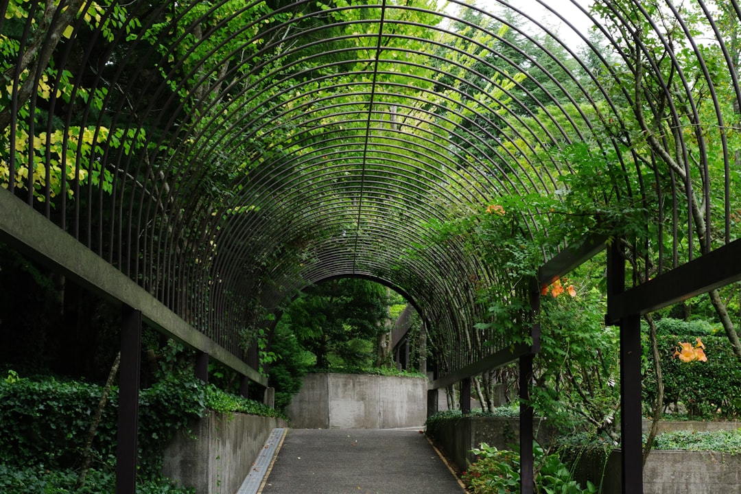 Ege'nin En Özel Yağları Yamalak Sarısı Neden Öne Çıkıyor - zeytin bahçesi
