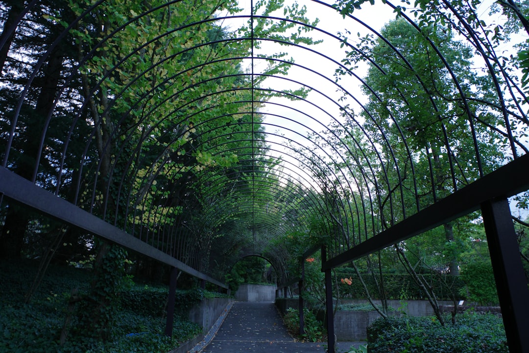 Ege'nin Eşsiz İşaretli Yağı Ayvalık Zeytinyağı - zeytin bahçesi