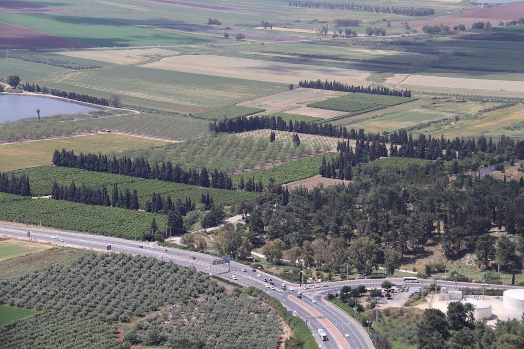 Ege'nin Gizli Hazinesi: Coğrafi İşaretli Milas Zeytinyağı - Milas Olive Region
