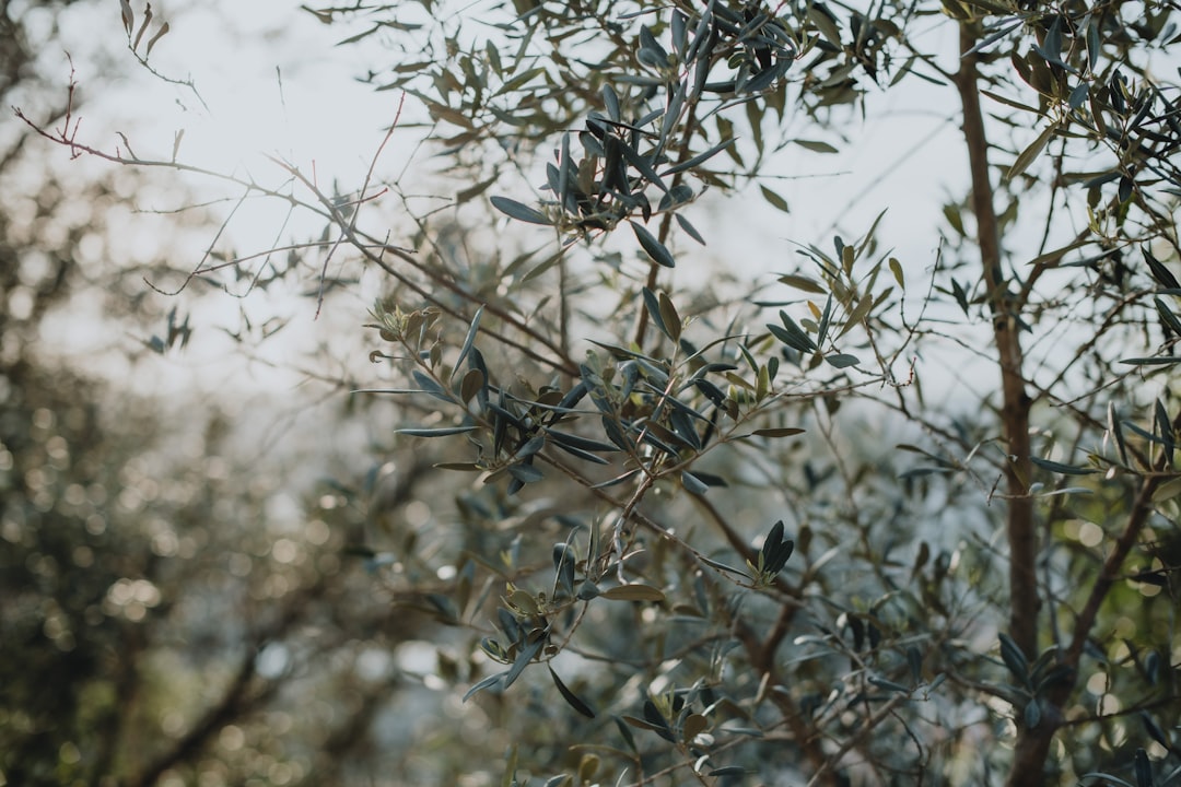 Ege’nin Kaba Zeytinyağına Milas Dokunuşu - olive press