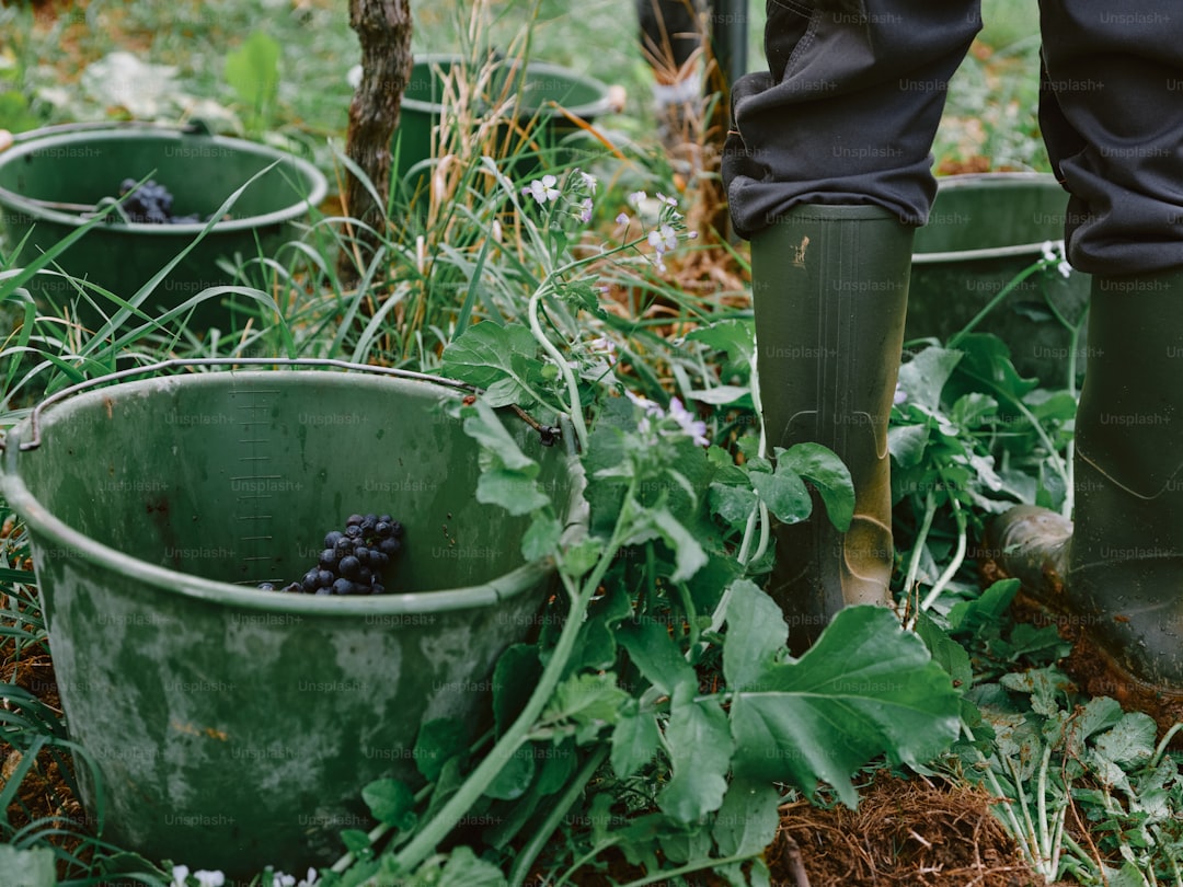 Ege'nin Lezzetli İşaretli Yağları Ayvalık Zeytinyağı