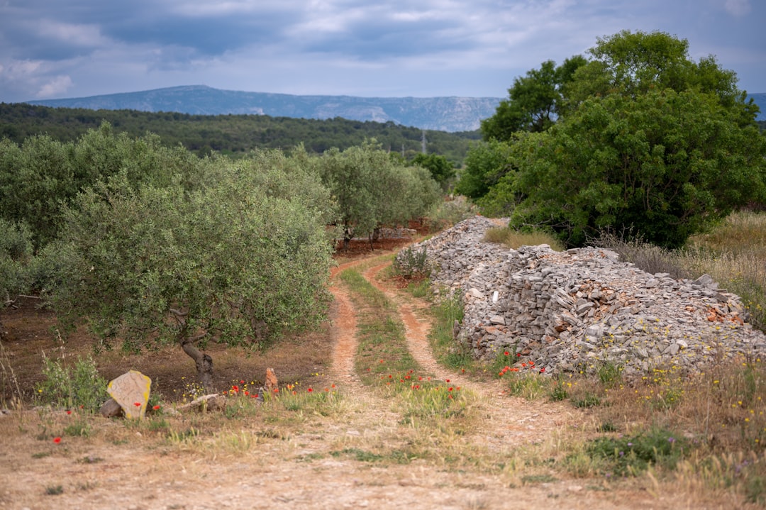 Ege’nin Saklı Yağları Memecik Hakkında Her Şey - olive grove in the Aegean