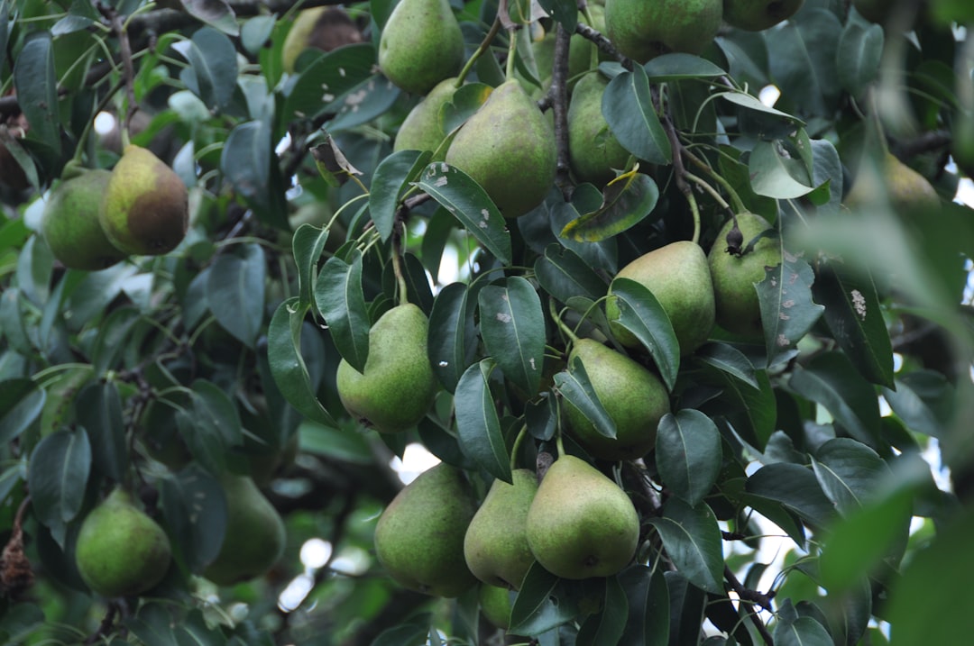 En Saf Erken Hasat Sızma Zeytinyağı Nasıl Seçilir? - olive orchard