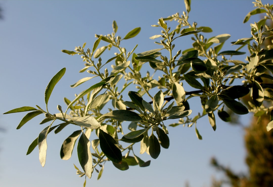 Erken Hasat Çeşitlerinin Mutfağımızdaki Kullanımı - early harvest olive oil