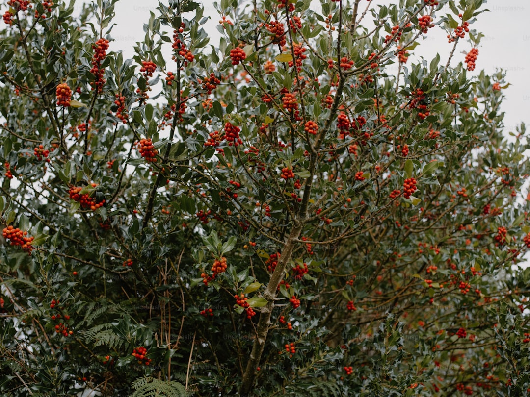 Erken Hasat Sızma Zeytinyağında Aromatik Özellikler - olive orchard