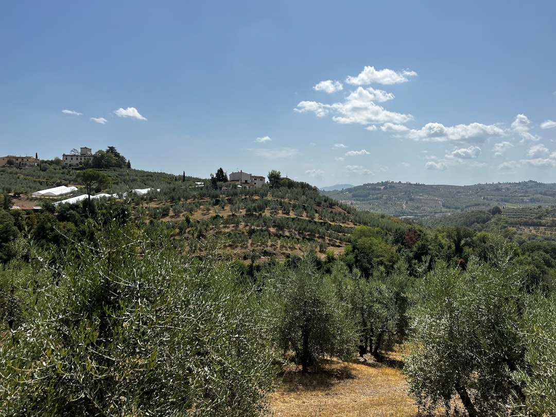 Erken Hasat Sızma Zeytinyağının Sırları - olive press