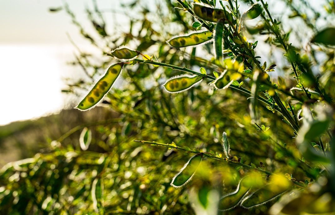 Erken Hasat Sızma Zeytinyağının Taze Tüketim Önemi - fresh olive oil