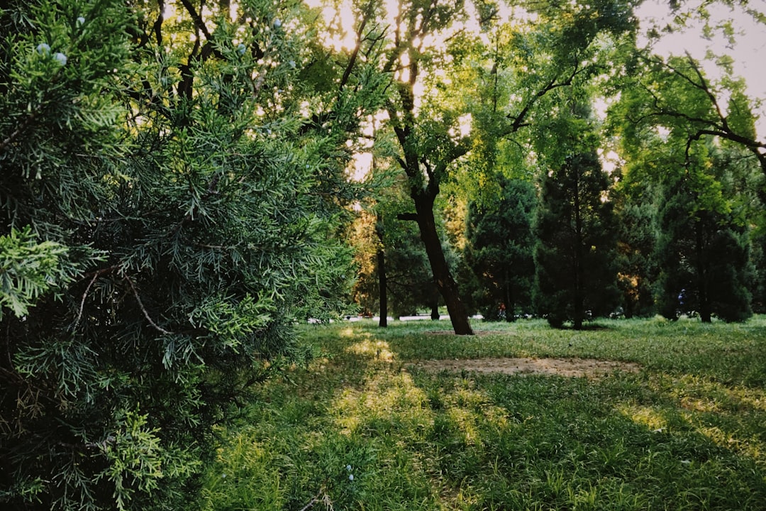 Erken Hasat ve Meyvemsi Yoğun Zeytinyağı: Bir Tadım Hikayesi - olive grove in early morning