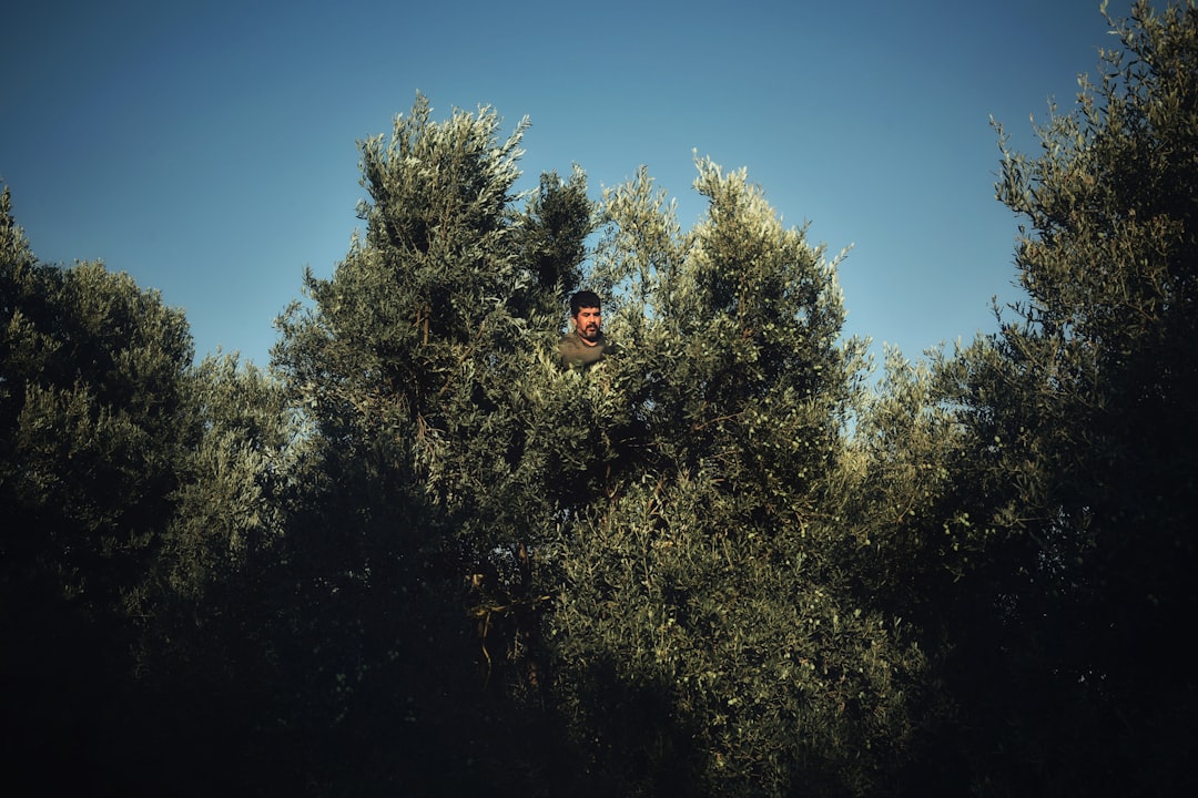 Erken Hasat Zeytinyağının Eşsiz Aroması - olive harvest