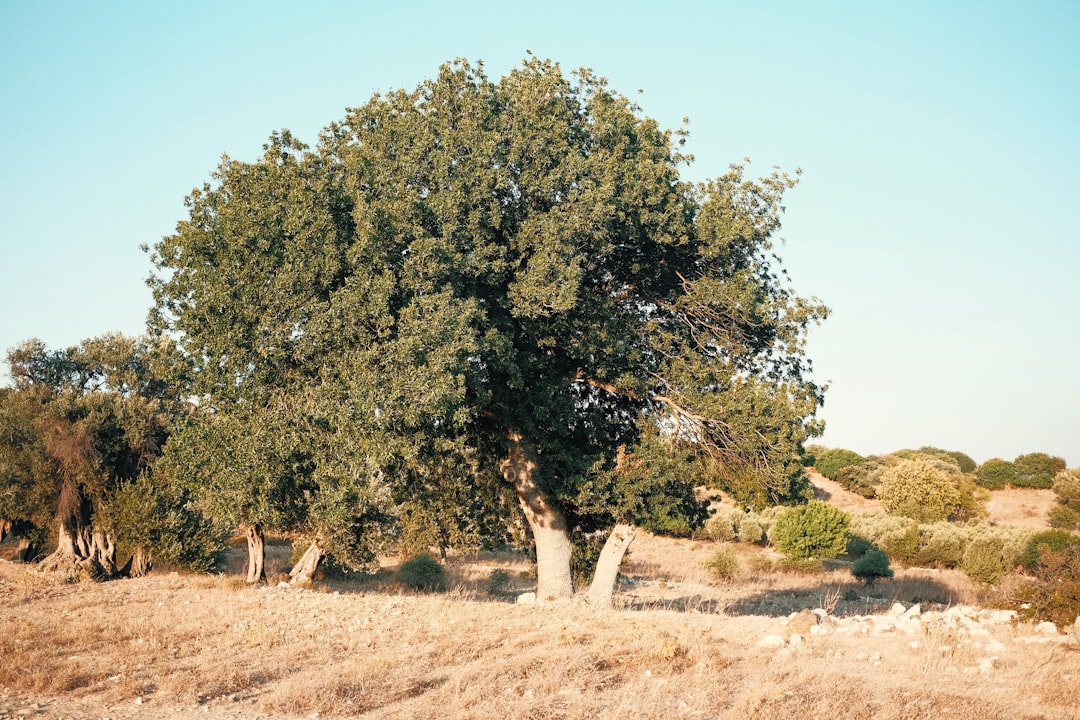 Erken Hasatın Sızma Zeytinyağındaki Etkisi - olive orchard in early season