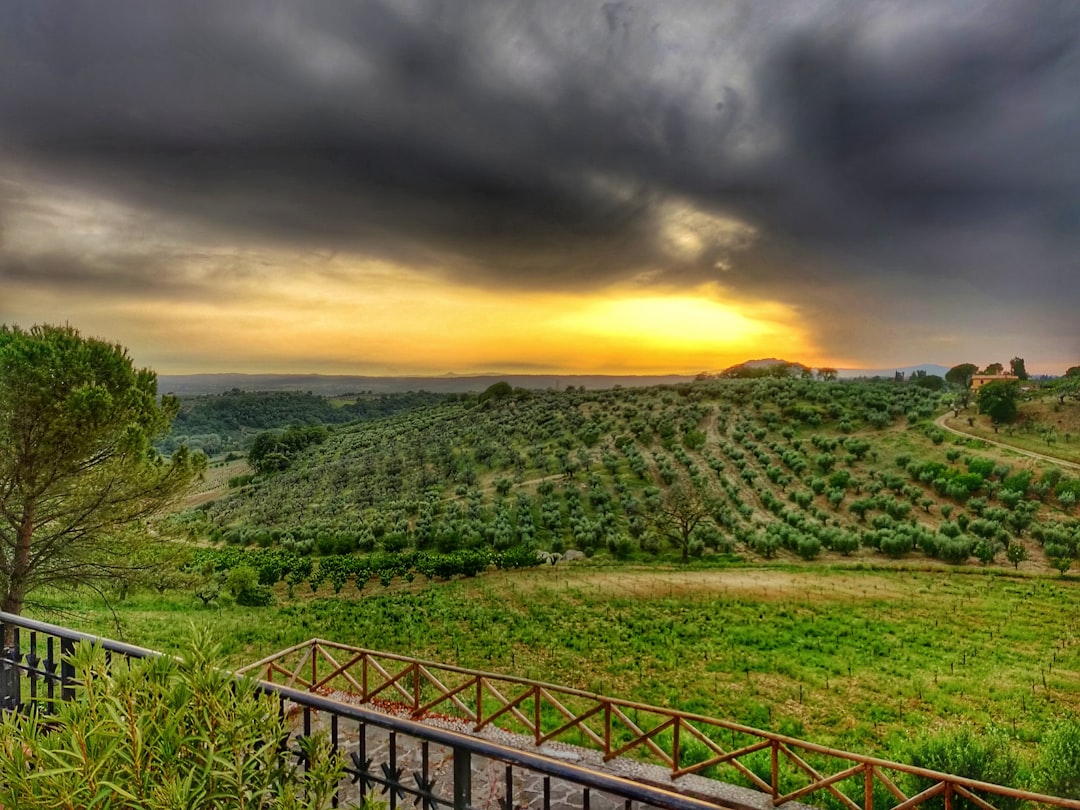 Erken Hasatla Sızma Zeytinyağı Piyasasında Rekabet Avantajı - olive oil market