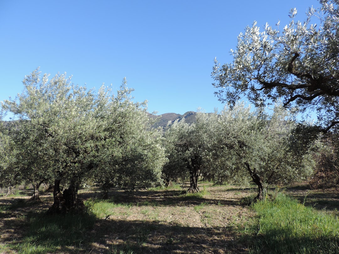 Erken Hasatla Sızma Zeytinyağında Lezzet Artışı - early harvest olive oil