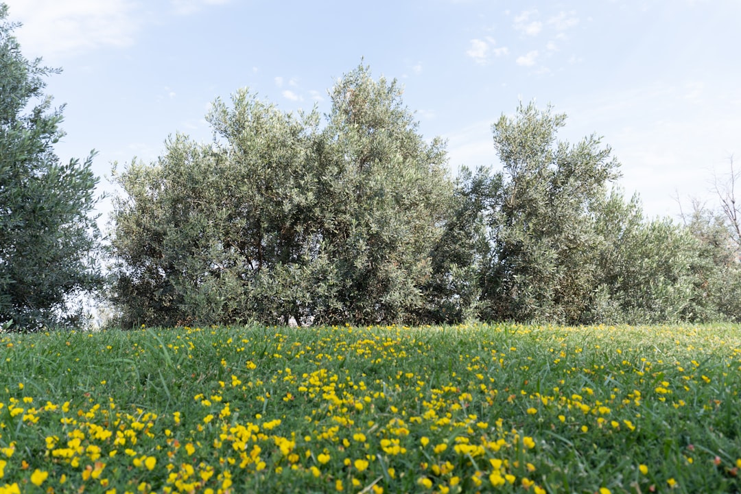 Erken Hasatla Sızma Zeytinyağında Toksik Maddelere Karşı Korunur - single olive orchard