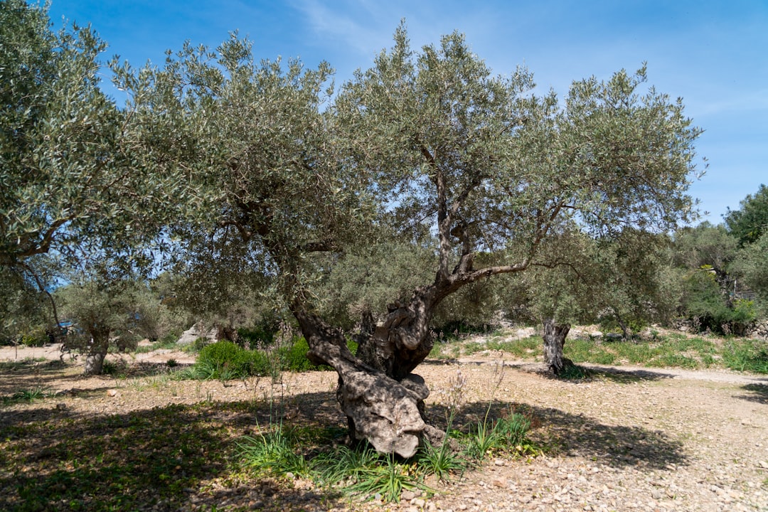Geçmişten Günümüze Ege Yağları Hikayesi - olive orchard