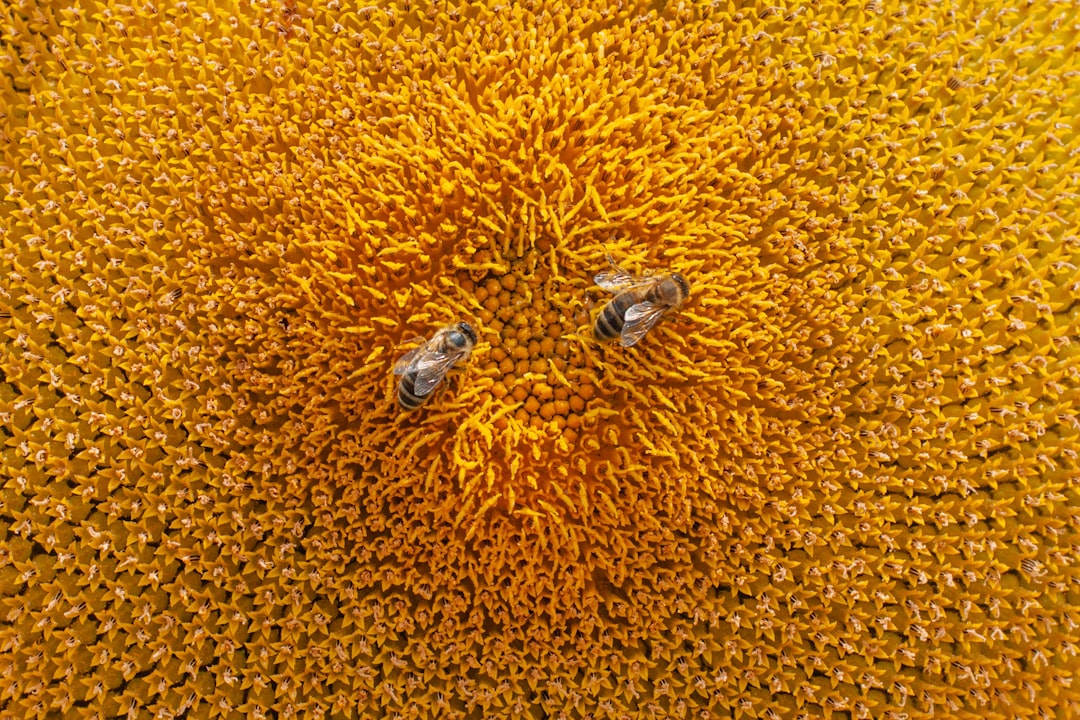 Gemlik Tipi Siyah Zeytinle Geleneksel Türk Mutfağı Tarifleri - gemlik zeytin tarlası