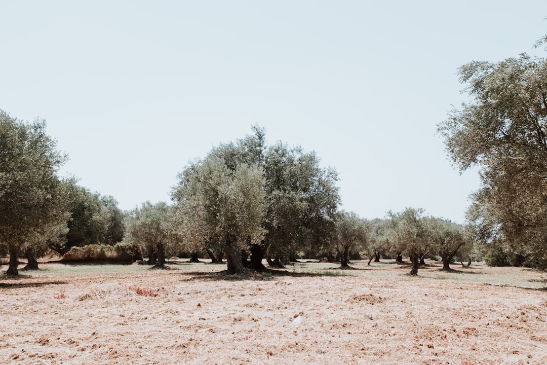 Gemlik Tipi Siyah Zeytinlerin Çiftçi Deneyimleri