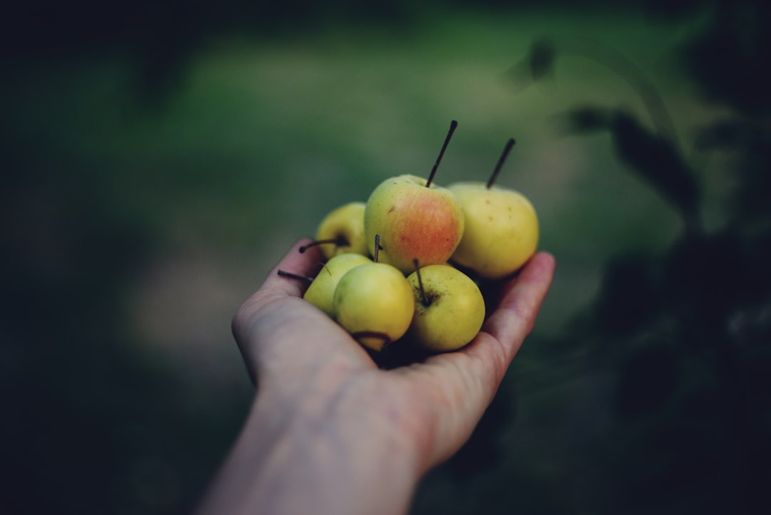 Gemlik’in Eşsiz Siyah Zeytin Seçim Kılavuzu - Zeytinin yumuşatma süreci
