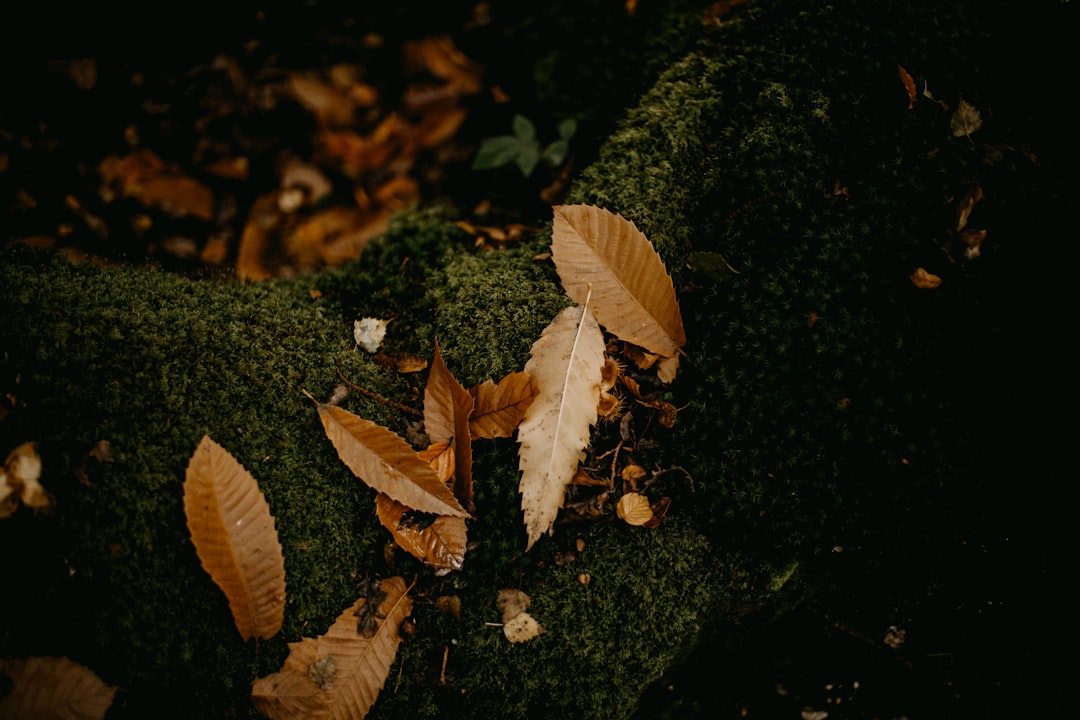 Gurme Yağlar İçin Biberiye ile Karışım Rehberi - biberiye yaprakları