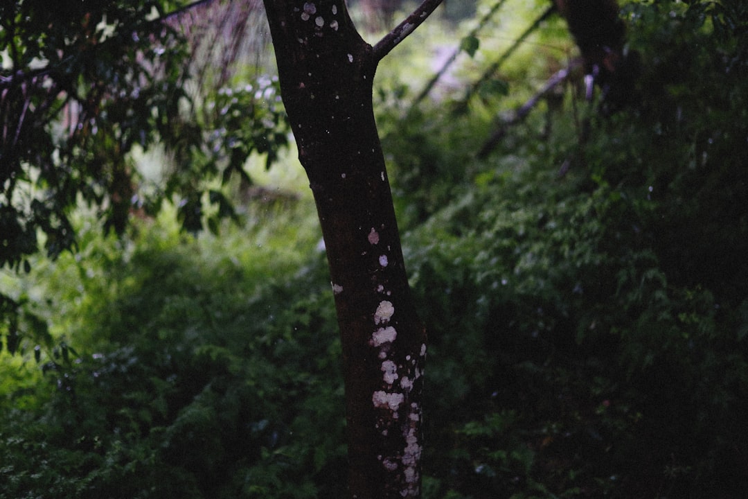 Gurme Yemeğinizi Biberli Zeytinyağıyla Büyüleyin - biberli zeytinyağı