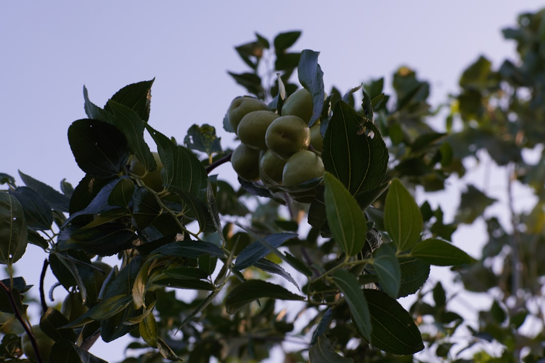 Hafif Lezzetlere Yolculuk: Riviera Zeytinyağı - olive orchard