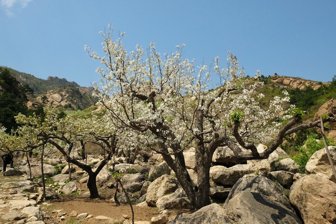 Hafif Tatın Sırrı Naturel Birinci Kaderi - olive orchard