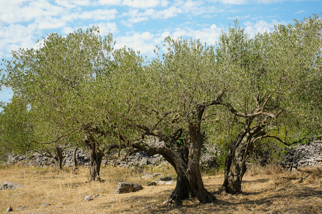Havran Bölgesi Özel Seçiminde Öne Çıkan Yağlar - olive oil production