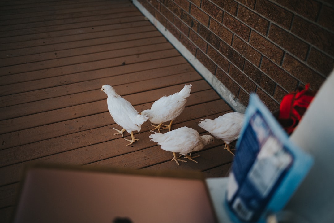 Isıya Dayanıklı Fritöz Yağı ile Besleyici Mutfak İpuçları - tavuk kanatları servis