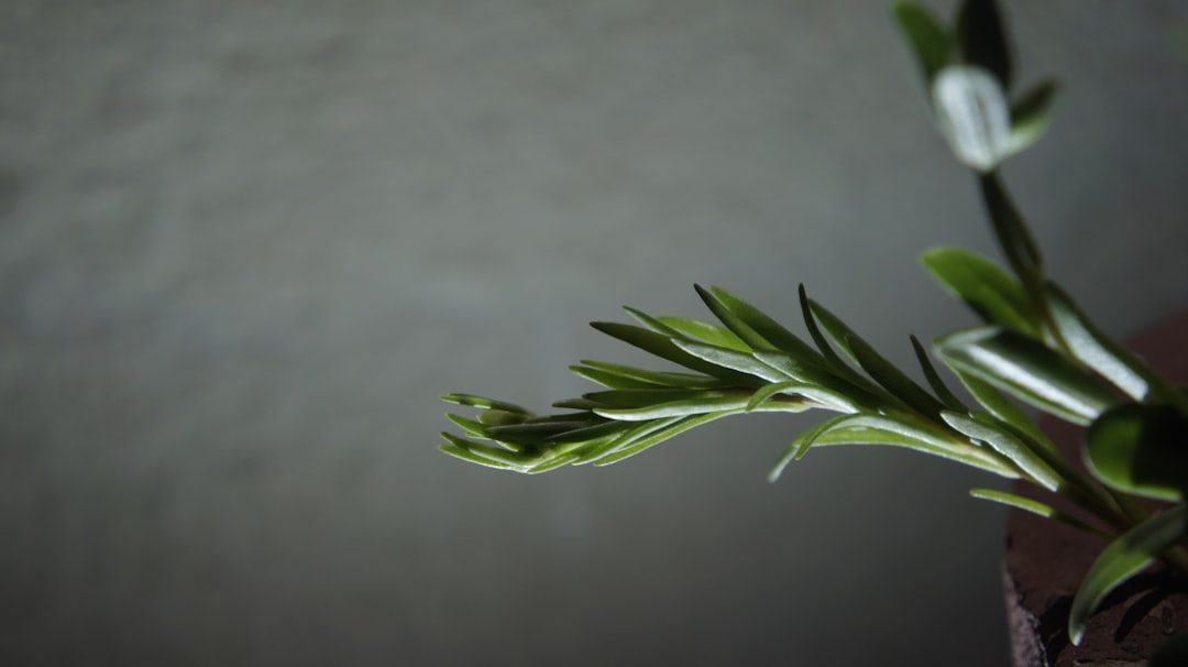 İtalyan Otları Karışımıyla Etkileyici Mantar Yemeği - italian herbs