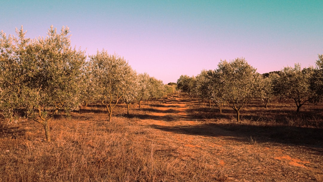 Kişisel Zeytinyağı Seçiminde Erken Hasatın Önemi - olive orchard