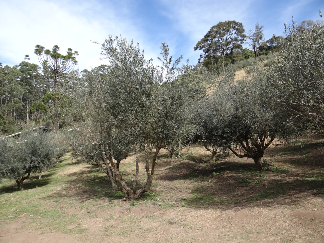 Kızartma Üreticileri İçin Naturel Birinci Faydaları - olive oil production