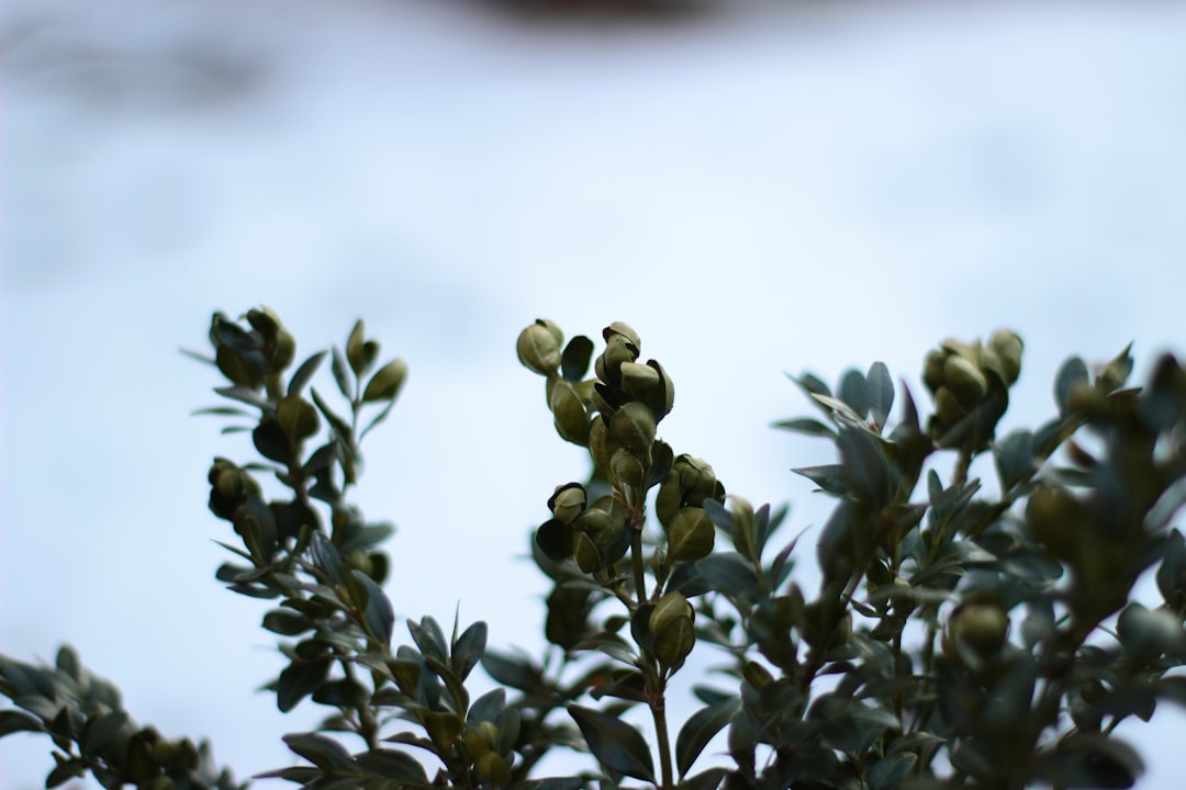 Köklü Zeytin Ağaçlarından Sıfır Sıcaklıkta Soğuk Sıkım - cold pressed olive oil