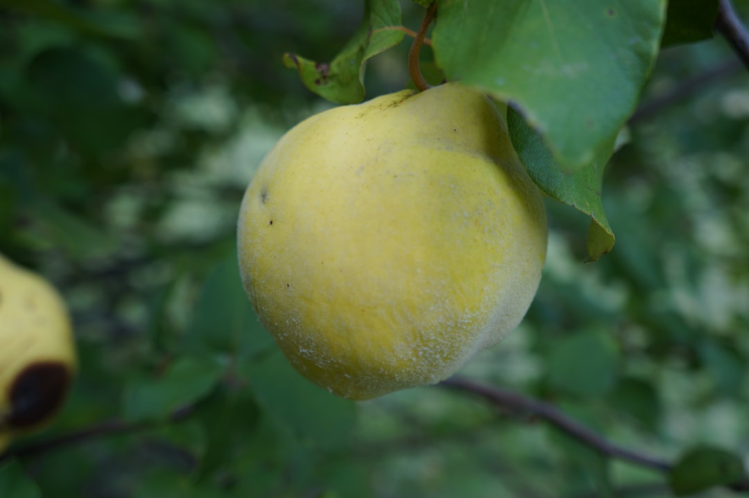 Limon Kabuğu Sıkılmış Yağlarla Tadı Çılgınca Artırın - limon zencefil