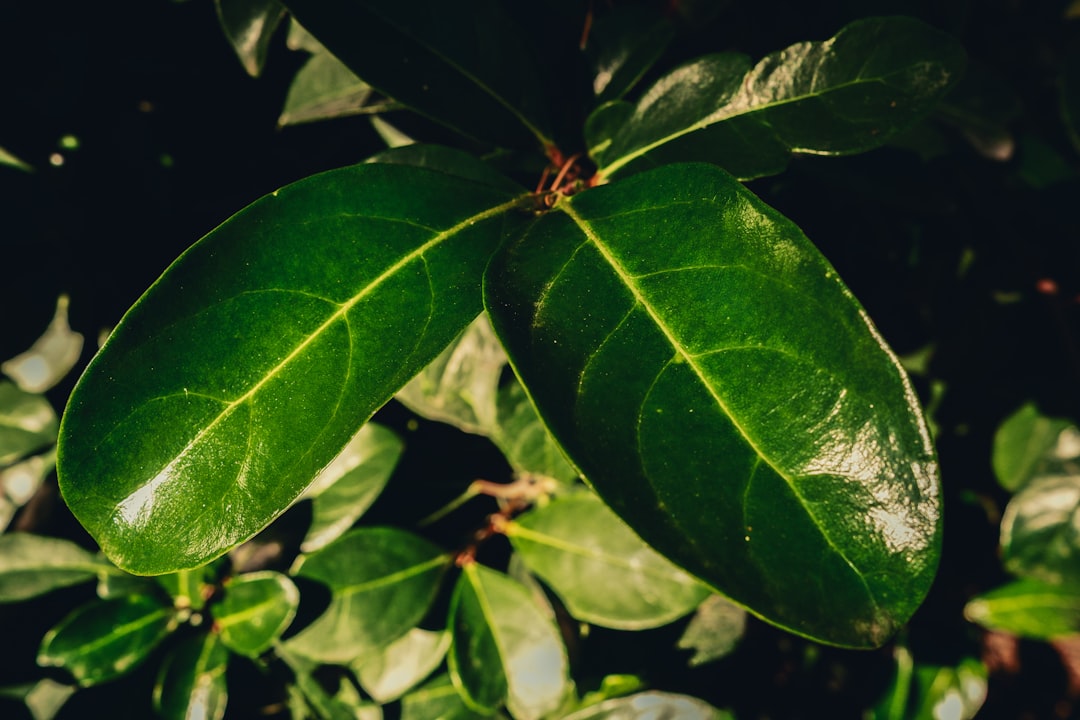 Mandalina Yağlarıyla Sağlıklı Kahvaltı Fikirleri - mandalina yağları