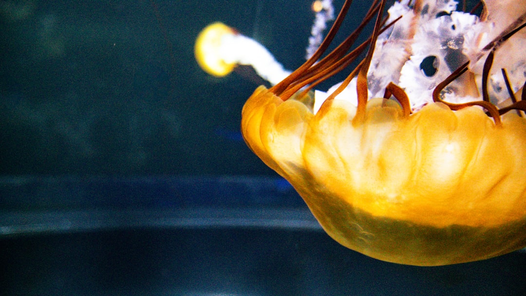 Manisa İzmir Domat Yağı Tarımının Tarihi - oil extraction