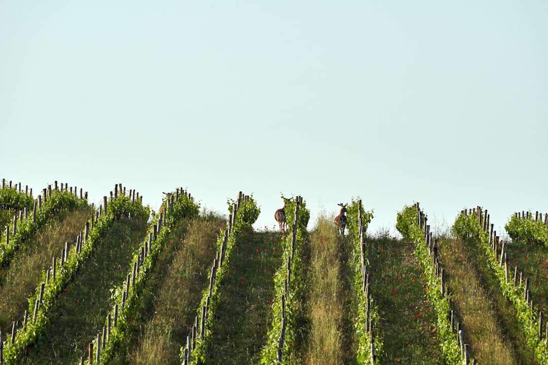 Meyvemsi Yoğun Zeytinyağında Erken Hasatın Koku Şöleni - olive grove early harvest