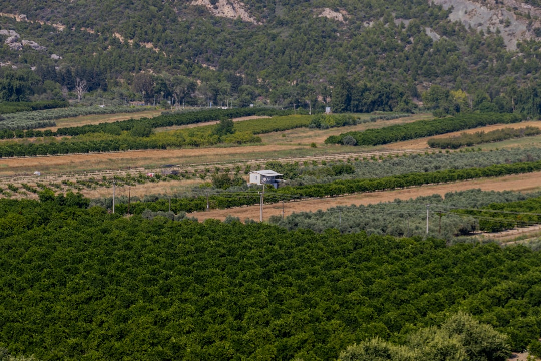 Milas Kaba Zeytinyağının Ege’deki Efsanesini Keşfedin