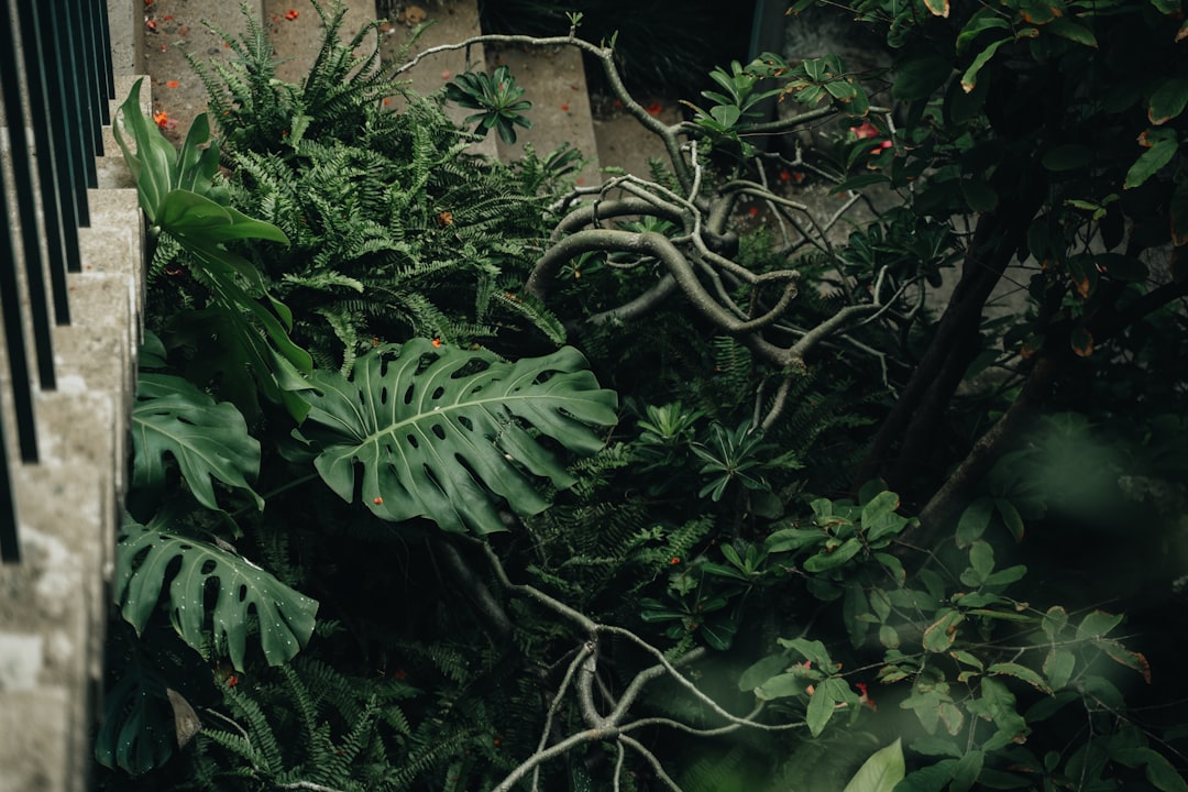 Milas Kaba Zeytinyağının Ege'deki Kökleri - zeytin bahçesi