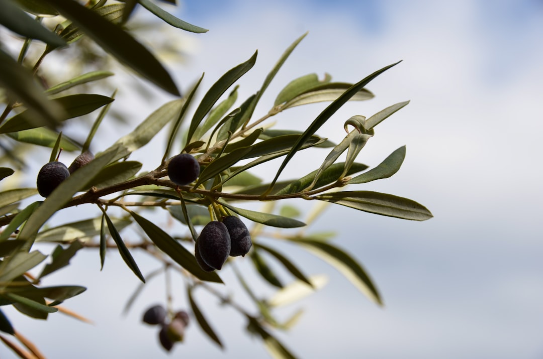 Milas Zeytinyağı Ege'nin Coğrafi İşaretli Yağlarıyla Doyumsuz Tat - olive grove