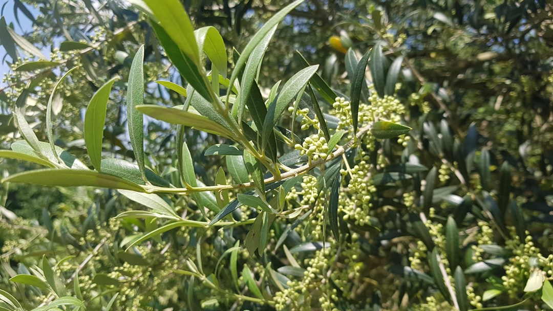 Milas Zeytinyağı Geleneksel Tariflerin Yıldızı - olive tree