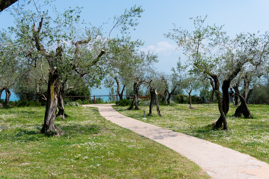 Milas Zeytinyağı ile Ege’nin Coğrafi İşaretli Yağları Dünya Taktikinde - Milas olive orchard
