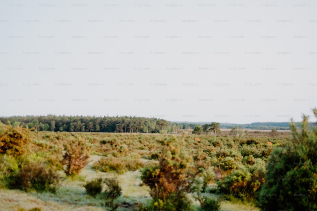 Milas Zeytinyağında Kalite ve Gelenek - Milas olive orchard