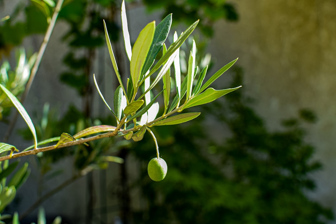 Milas Zeytinyağının Bodur Çeşidinde Tarçınlı Yırtıcı Aromalar - olive tree