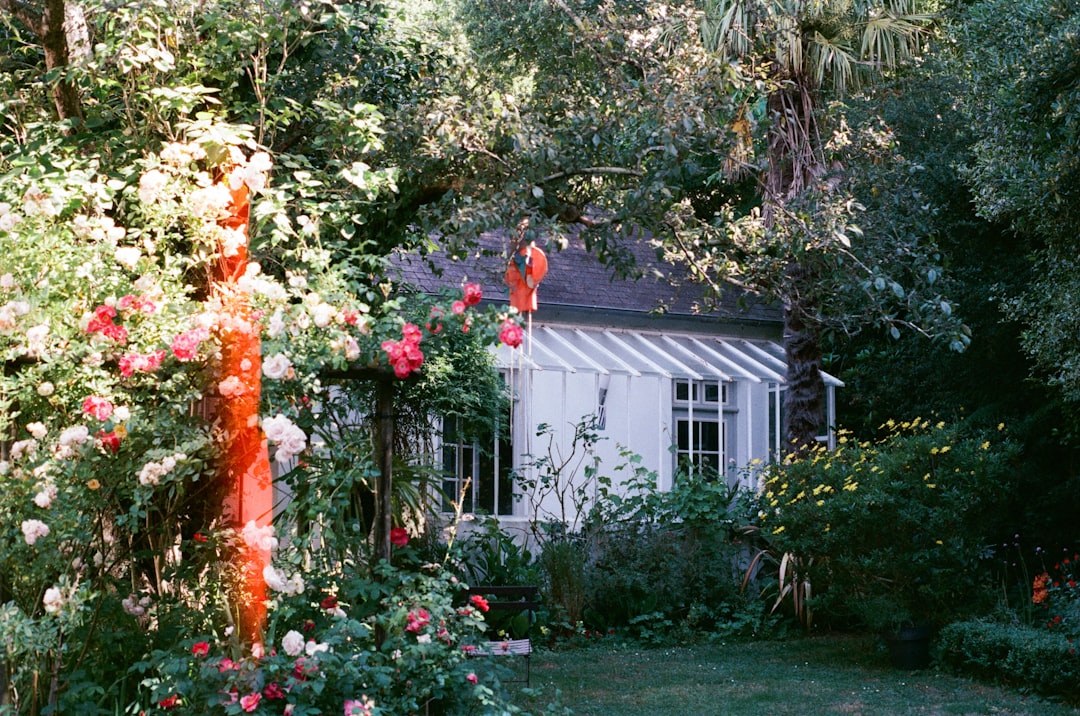 Milas Zeytinyağı’nın Coğrafi İşaret Mirası - zeytin bahçesi