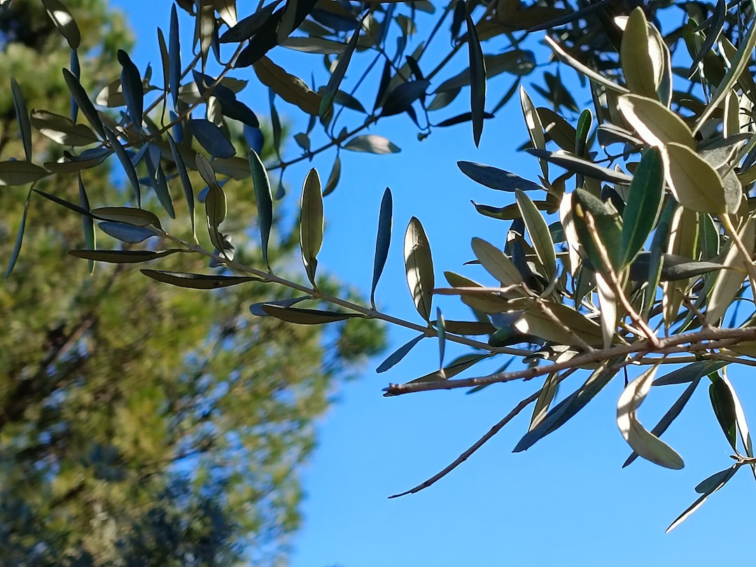 Milas Zeytinyağının Coğrafi İşaretli Kalbi: Bodur Çeşidi